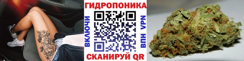 как найти наркотики  Удачный  Каннабис сатива 